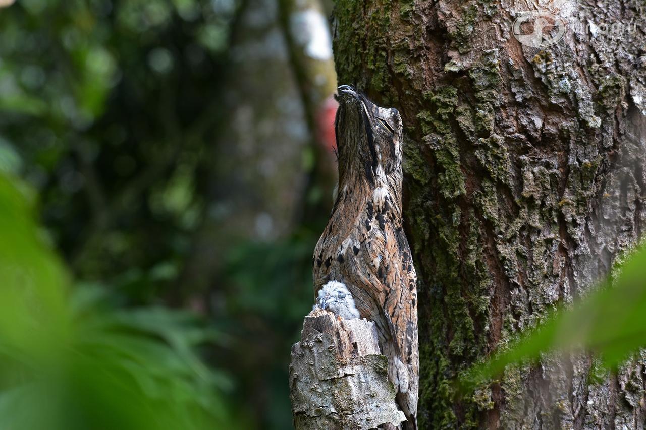 Tinamu Birding Hotel La Manuelita Exterior foto